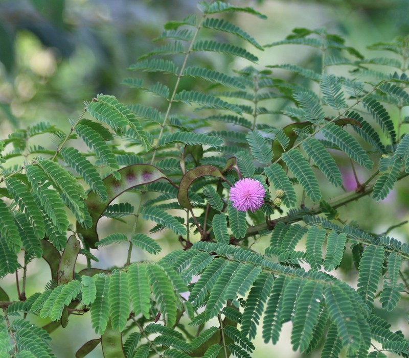 Mimosa rubicaulis subsp. himalayana
