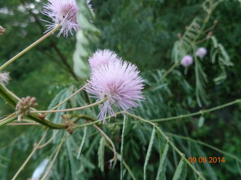 Mimosa rubicaulis subsp. himalayana photo 2