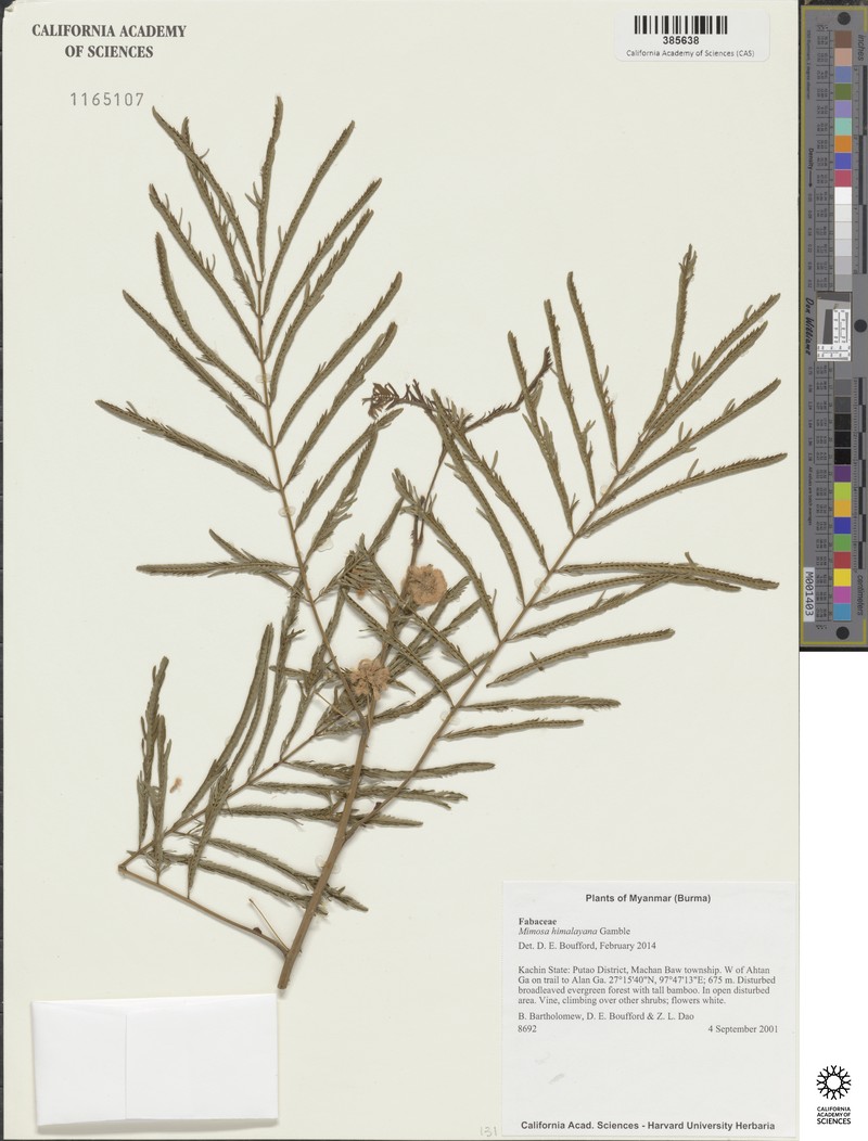 Mimosa rubicaulis subsp. himalayana photo 3