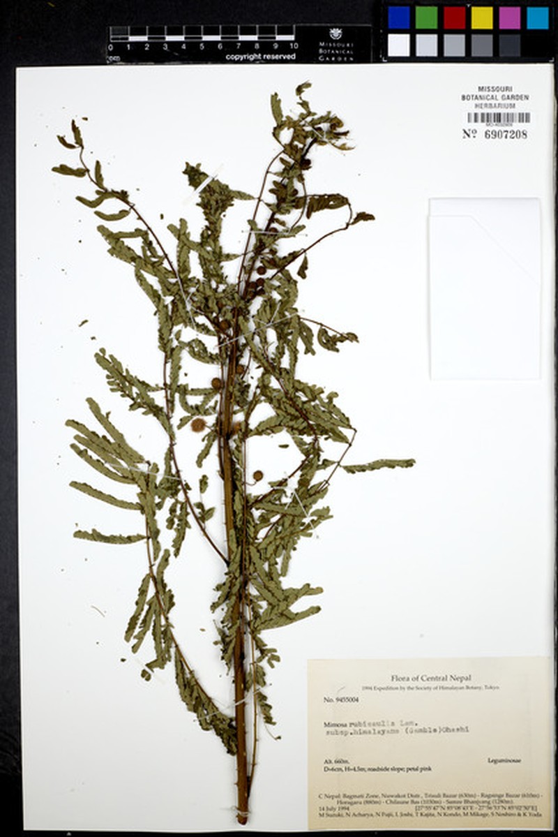 Mimosa rubicaulis subsp. himalayana photo 4