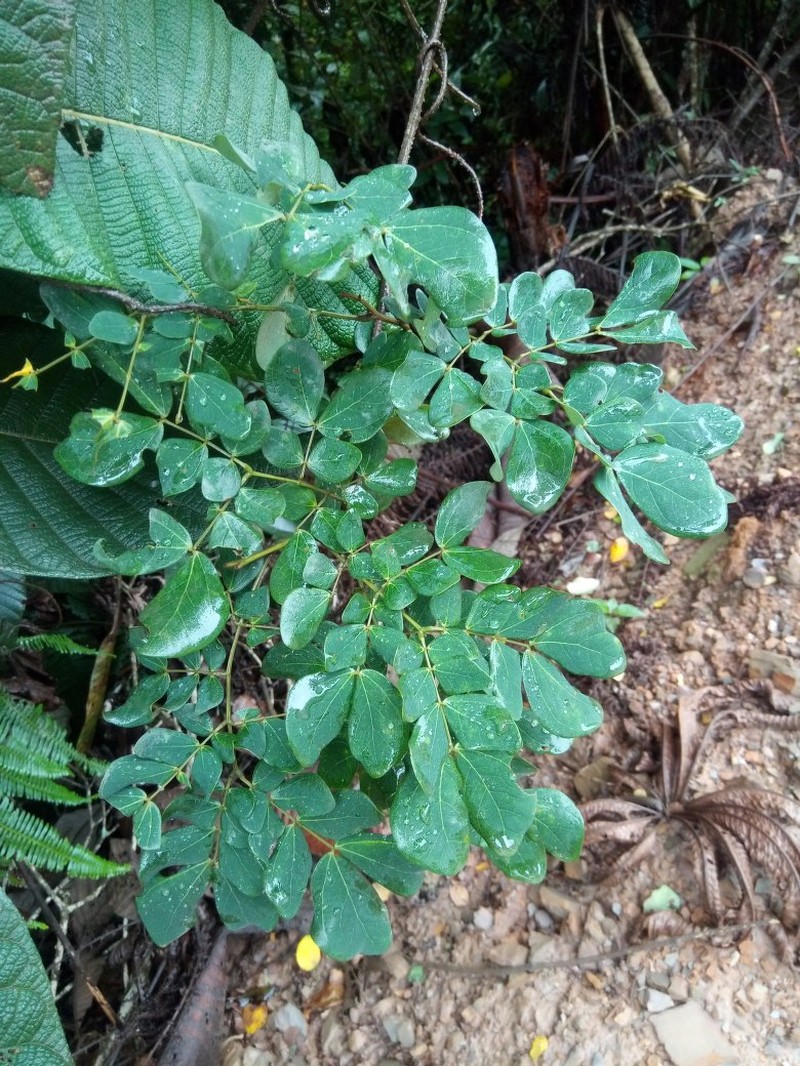 Mimosa rufescens
