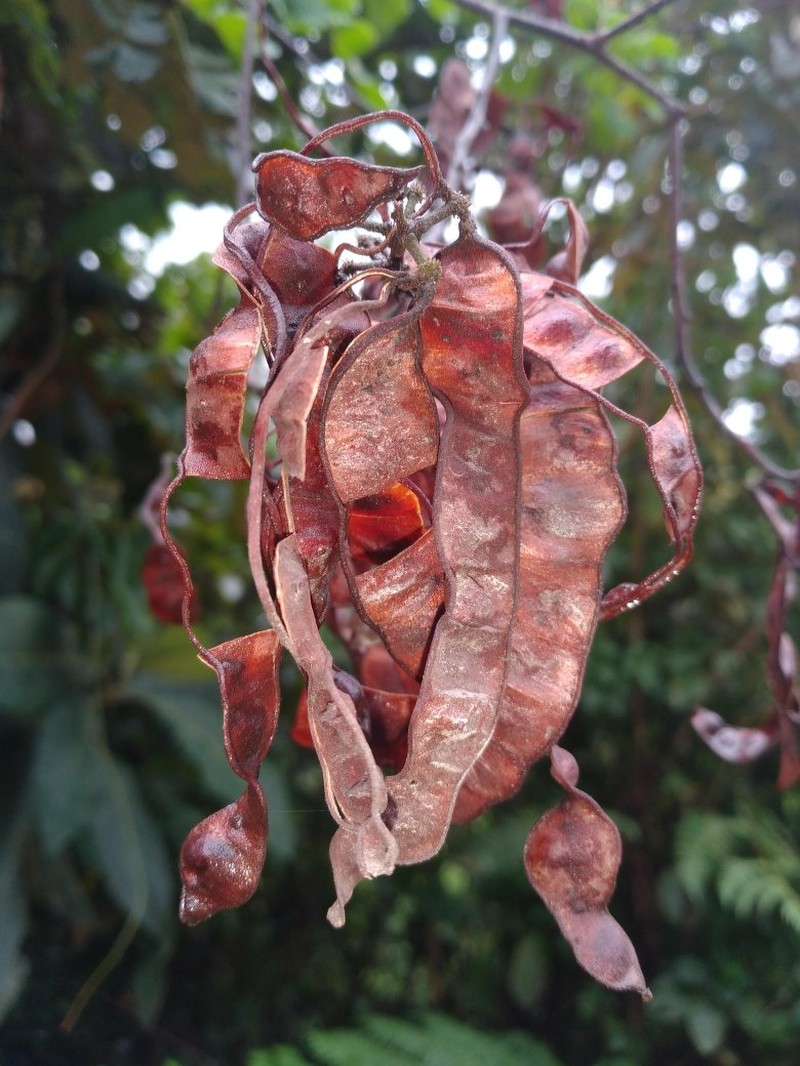 Mimosa rufescens photo 2