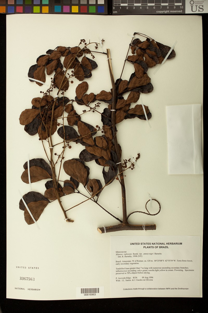 Mimosa rufescens var. amnis-nigri