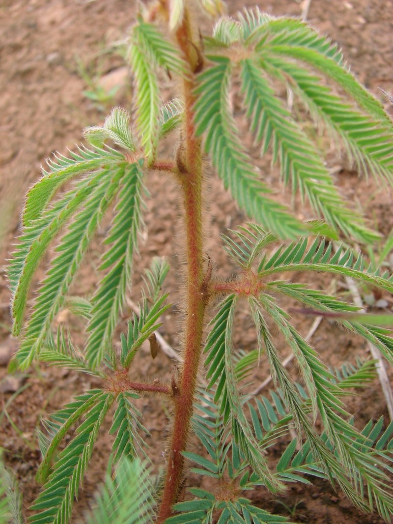 Mimosa rufipila