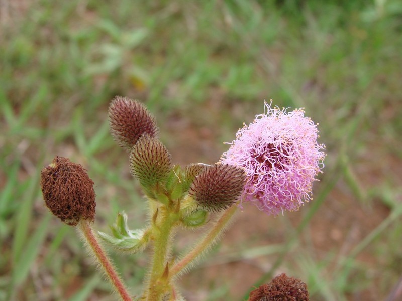 Mimosa rufipila photo 3