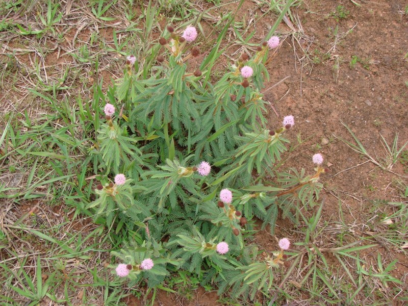 Mimosa rufipila photo 4