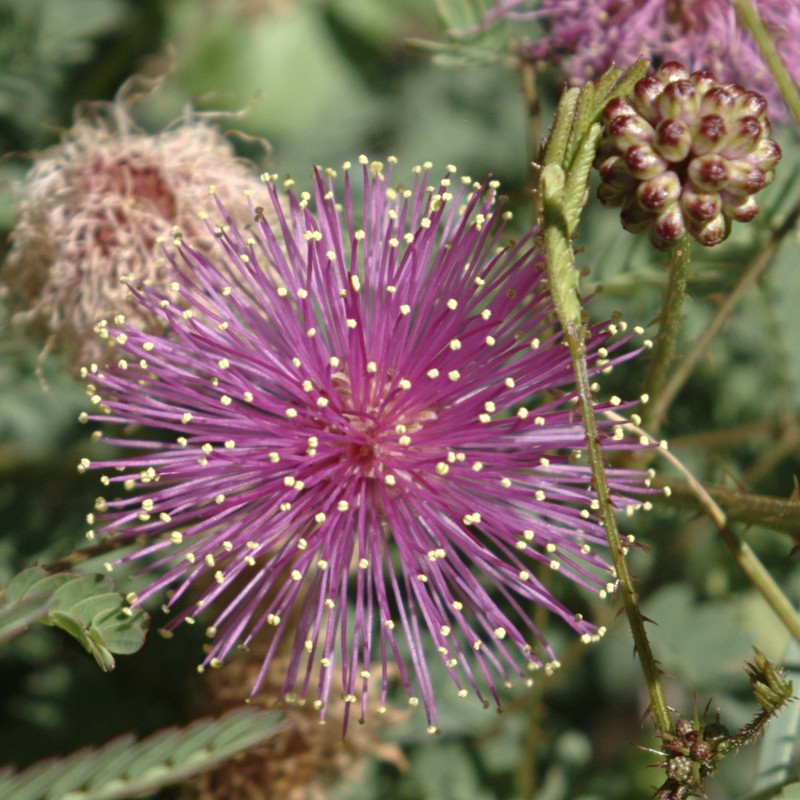 Eastern Sensitive Plant photo 2