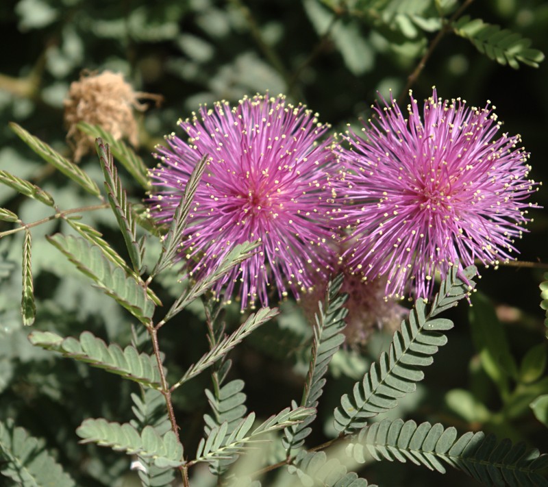 Eastern Sensitive Plant