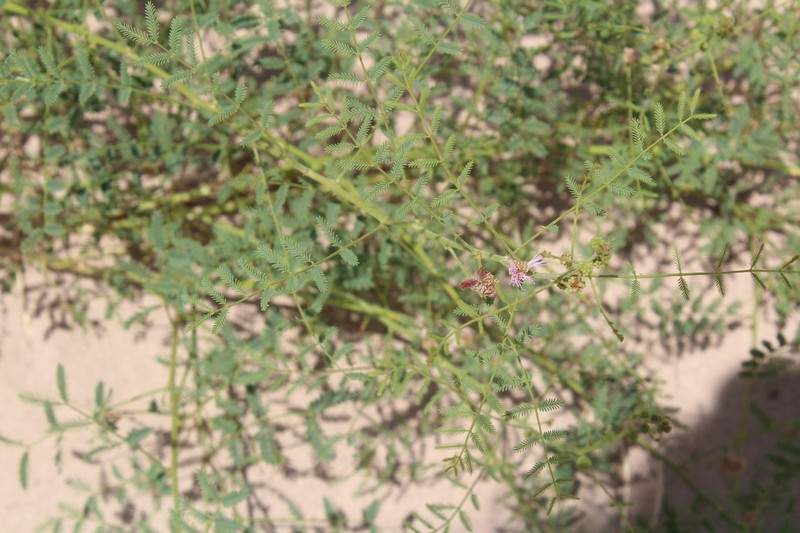 Eastern Sensitive Plant