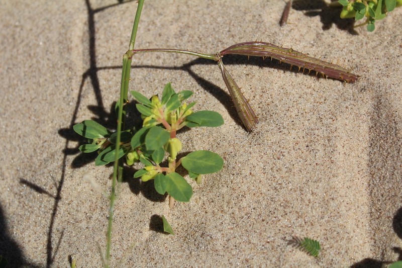 Eastern Sensitive Plant photo 2