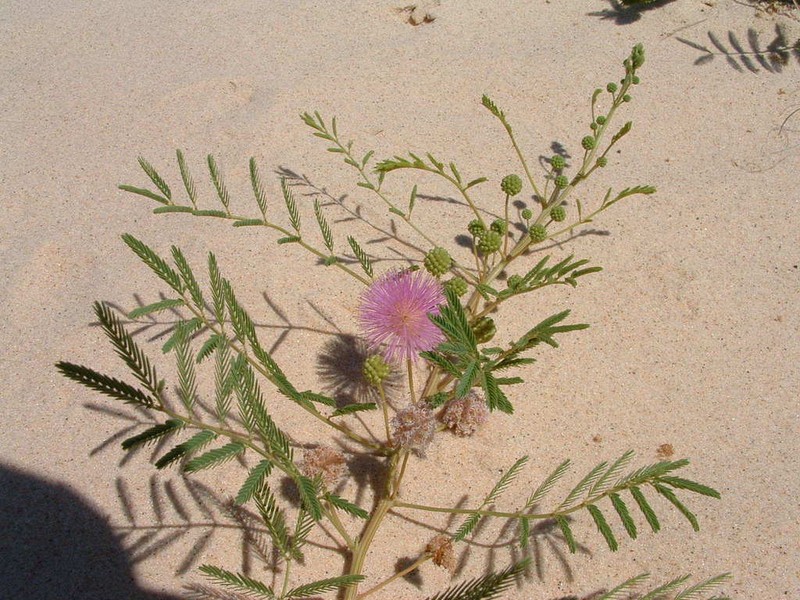 Eastern Sensitive Plant photo 3
