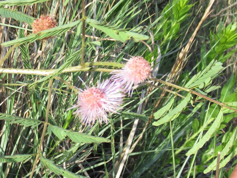 Eastern Sensitive Plant photo 4