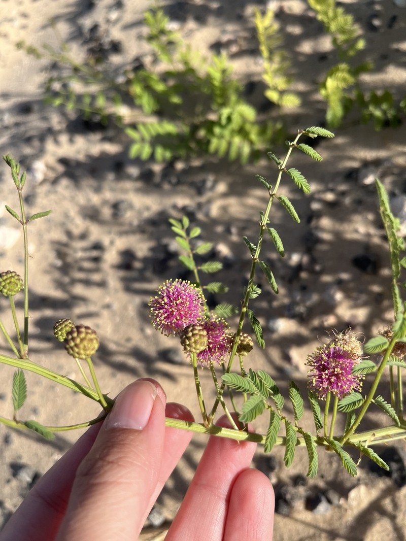 Eastern Sensitive Plant photo 5