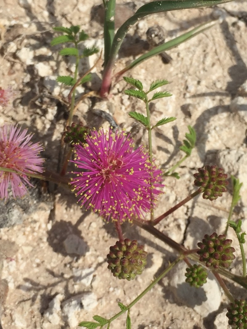 Eastern Sensitive Plant photo 6