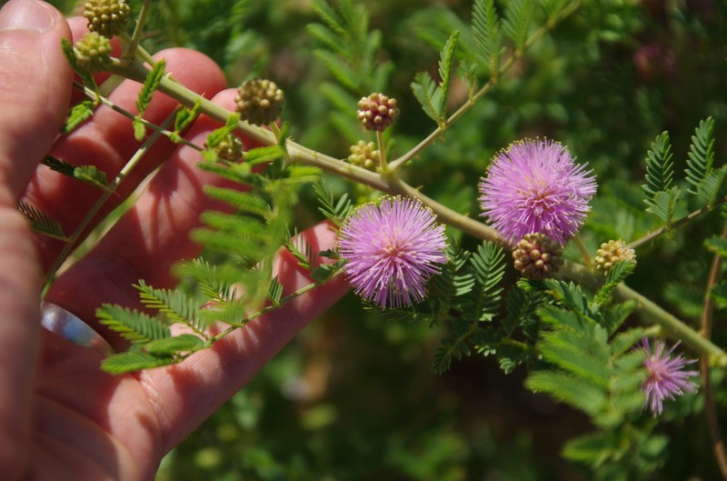 Eastern Sensitive Plant photo 7