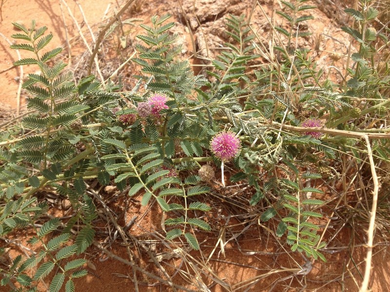 Eastern Sensitive Plant photo 8