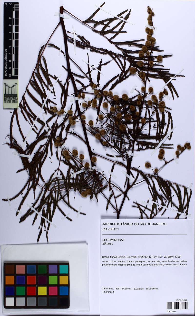 Mimosa rupigena