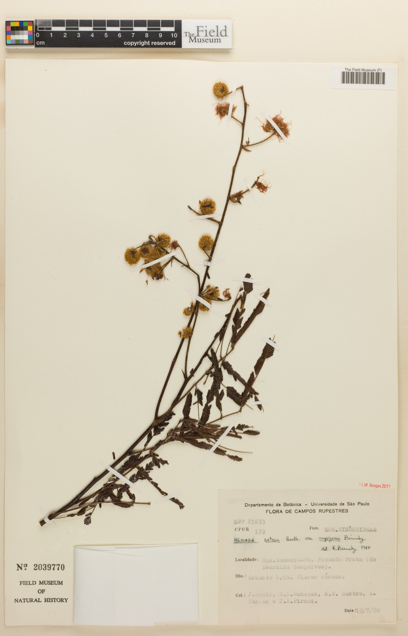 Mimosa rupigena photo 2
