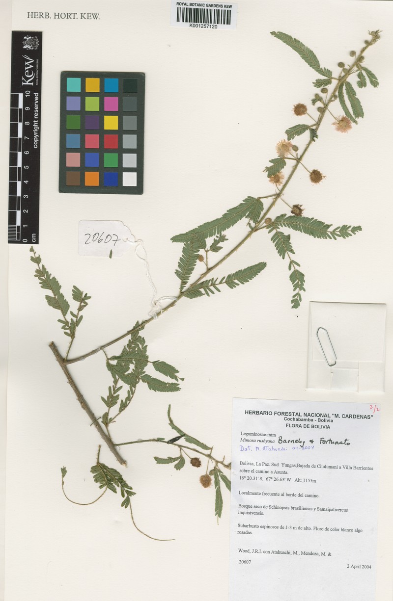 Mimosa rusbyana