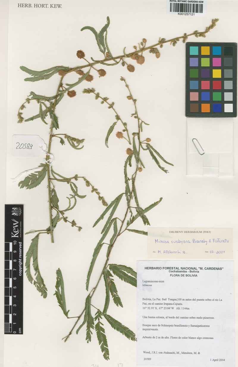 Mimosa rusbyana photo 2