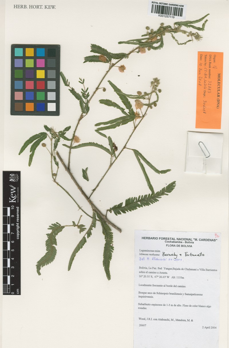 Mimosa rusbyana photo 3