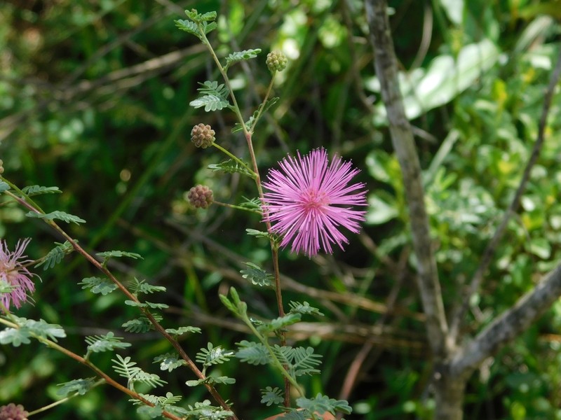 Mimosa sanguinolenta