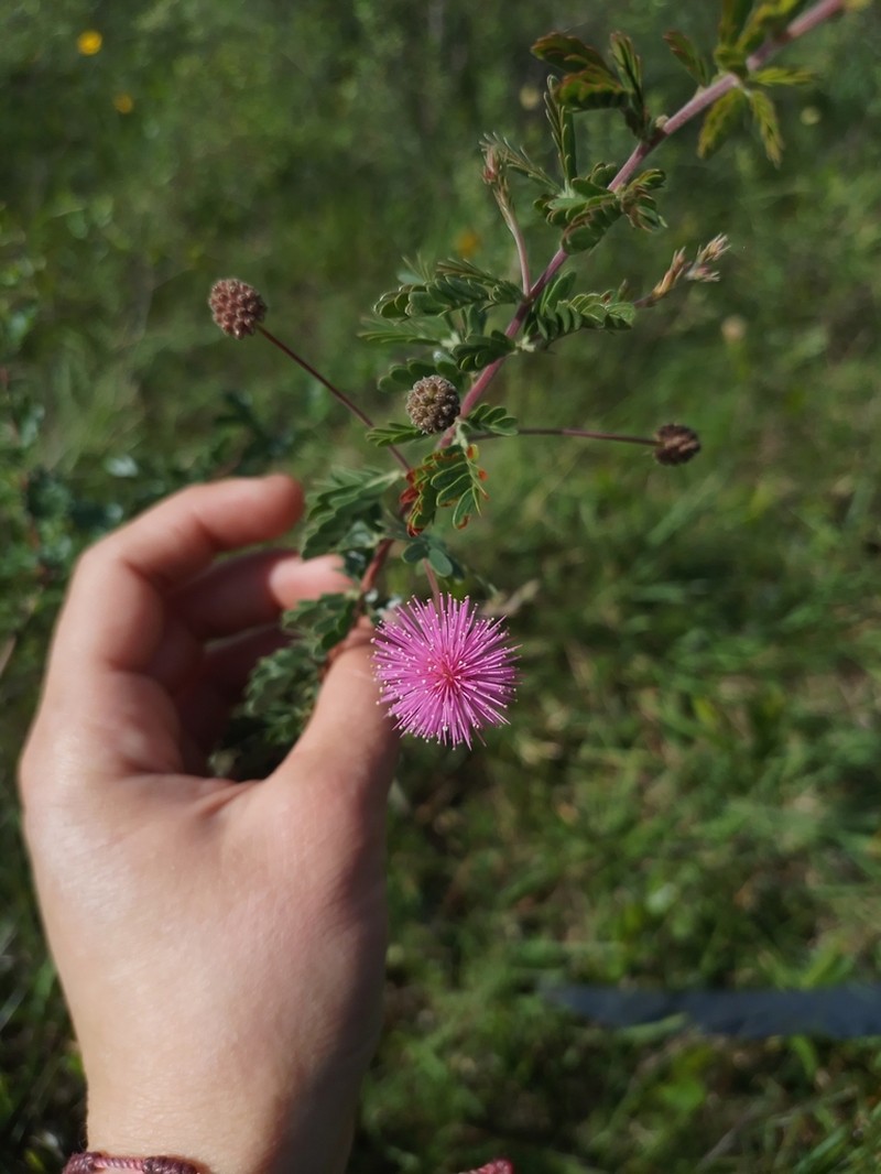Mimosa sanguinolenta photo 2