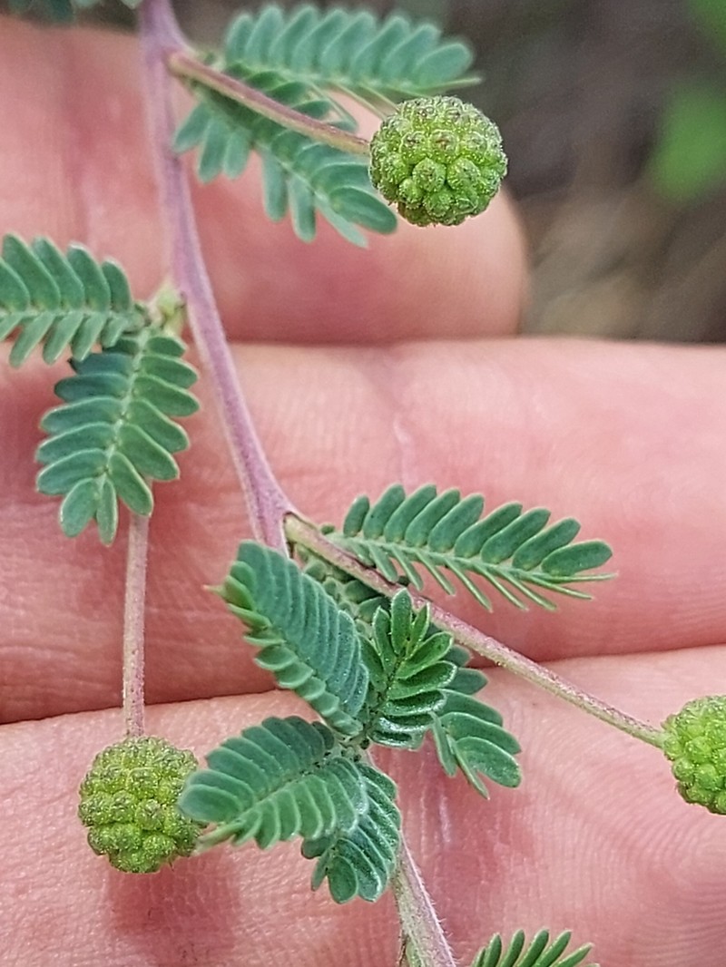 Mimosa sanguinolenta photo 3