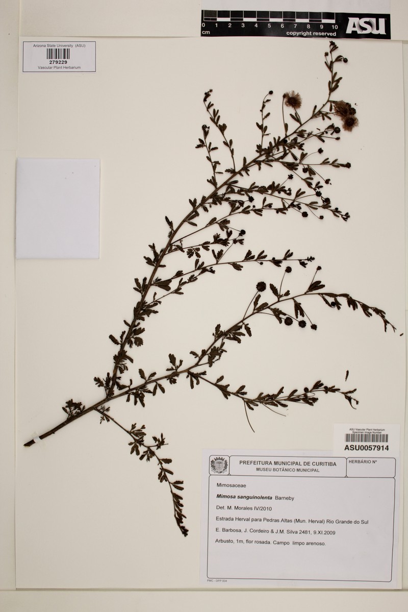 Mimosa sanguinolenta photo 5