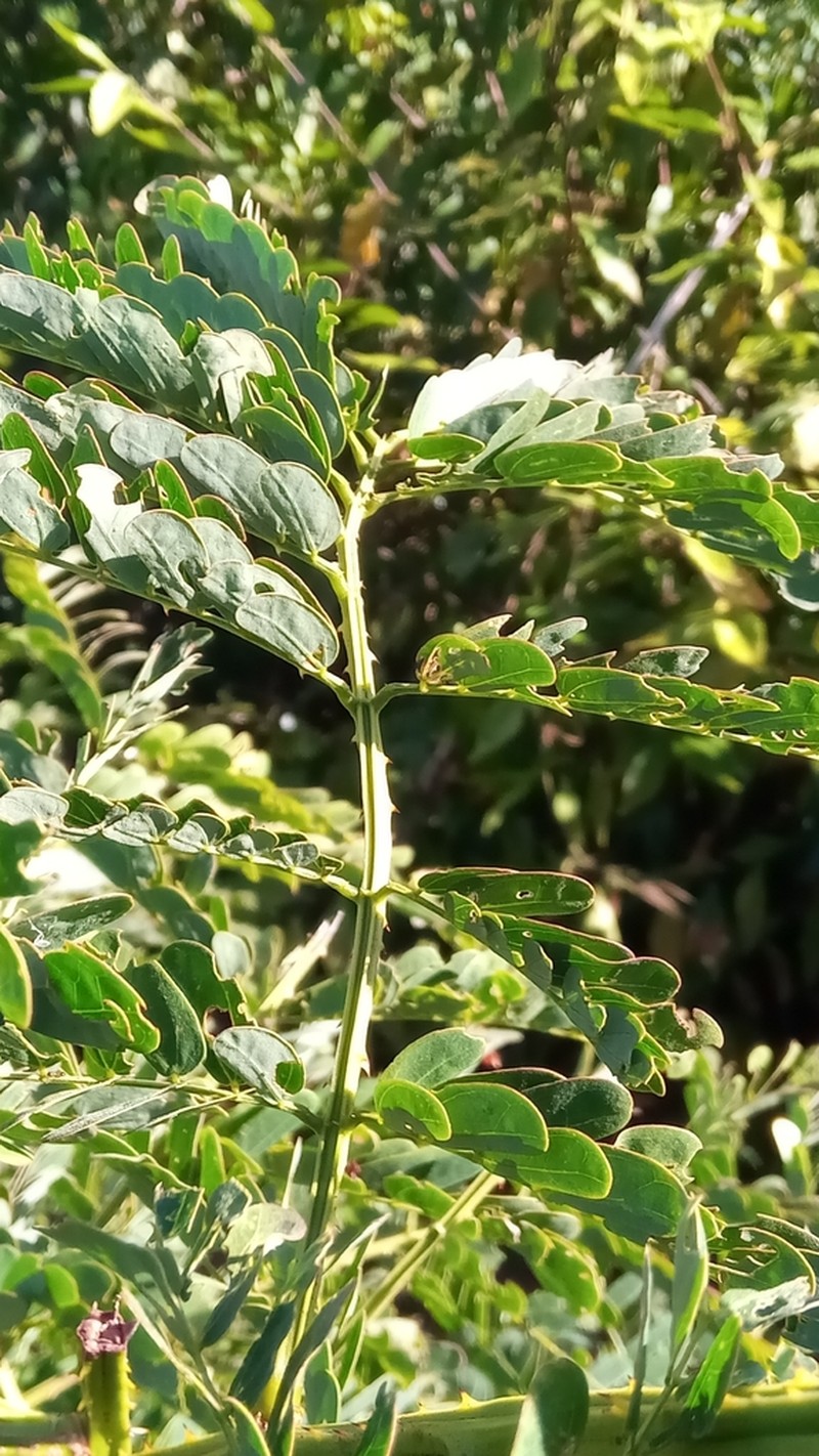 Mimosa savokaea