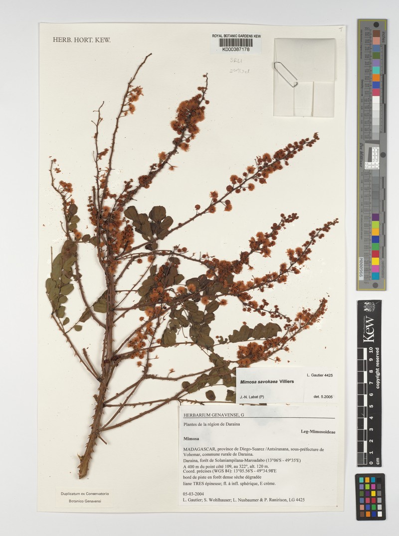 Mimosa savokaea photo 3