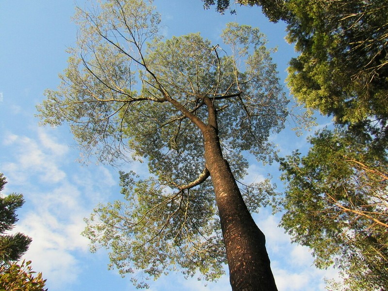 Mimosa scabrella photo 2
