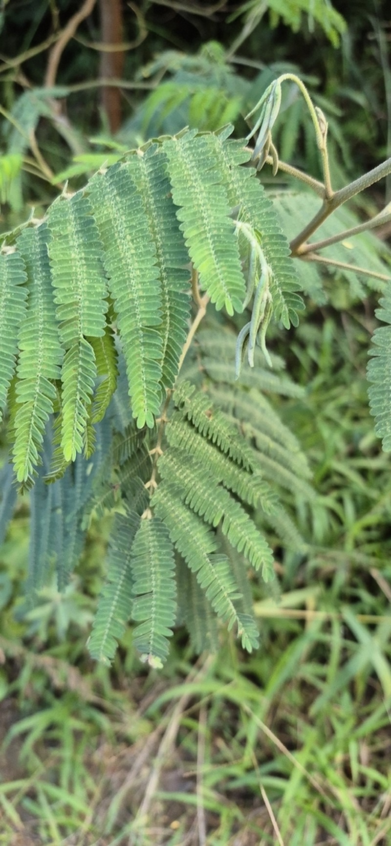 Mimosa scabrella photo 3