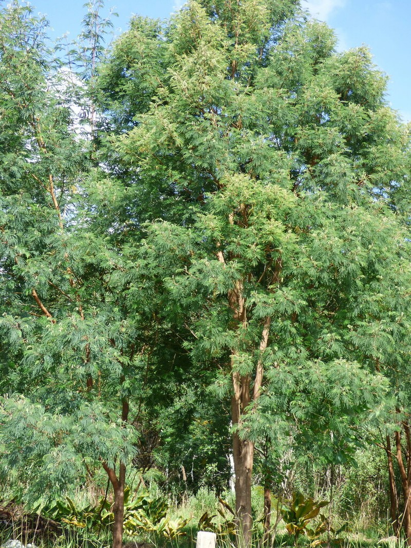 Mimosa scabrella photo 4