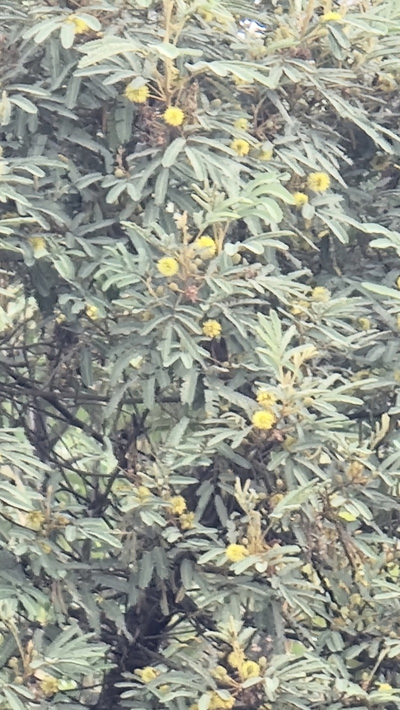 Mimosa scabrella photo 5