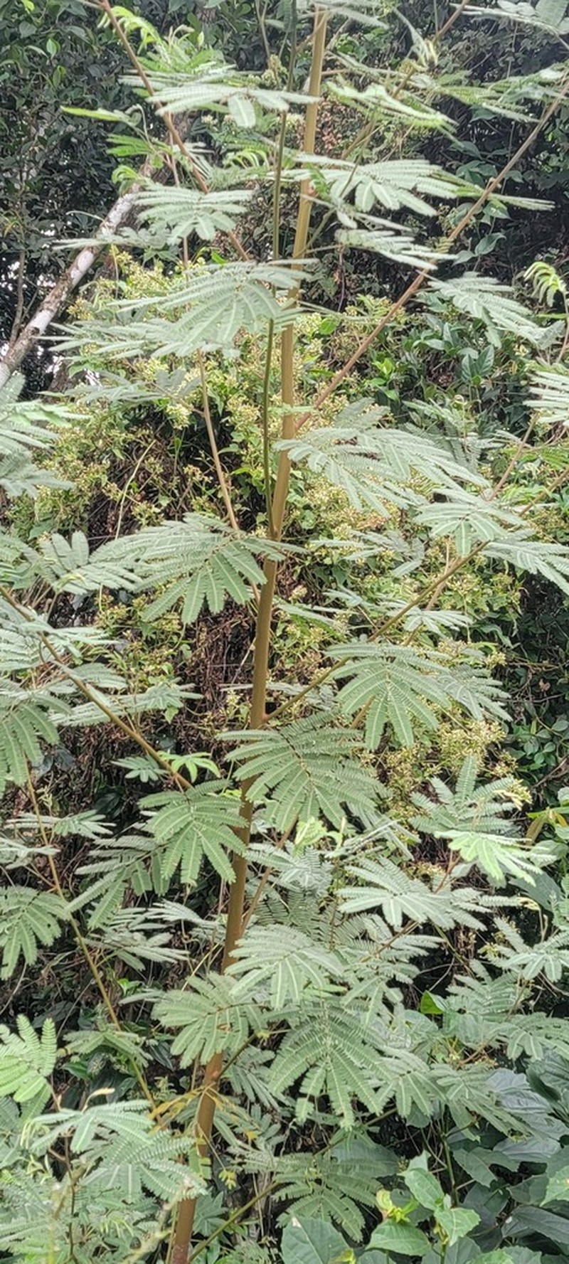 Mimosa scabrella photo 7