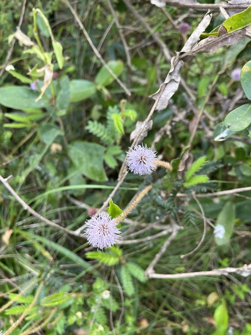 Mimosa schleidenii