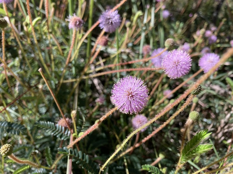 Mimosa schleidenii photo 2