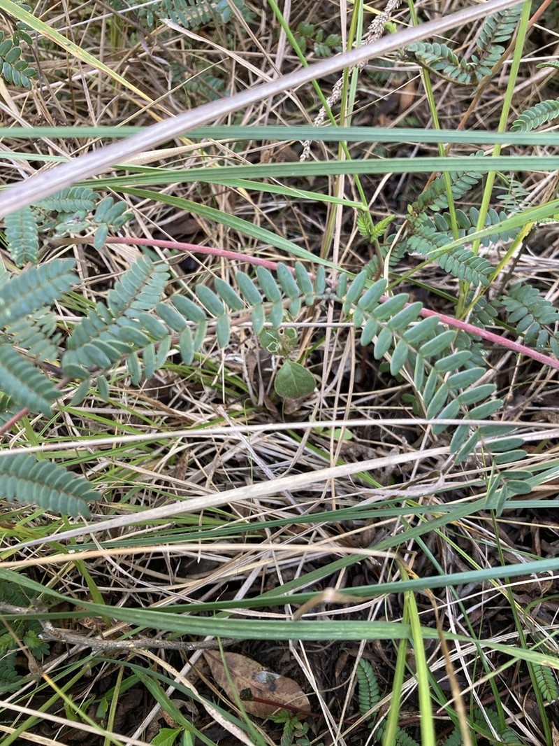 Mimosa schleidenii photo 3