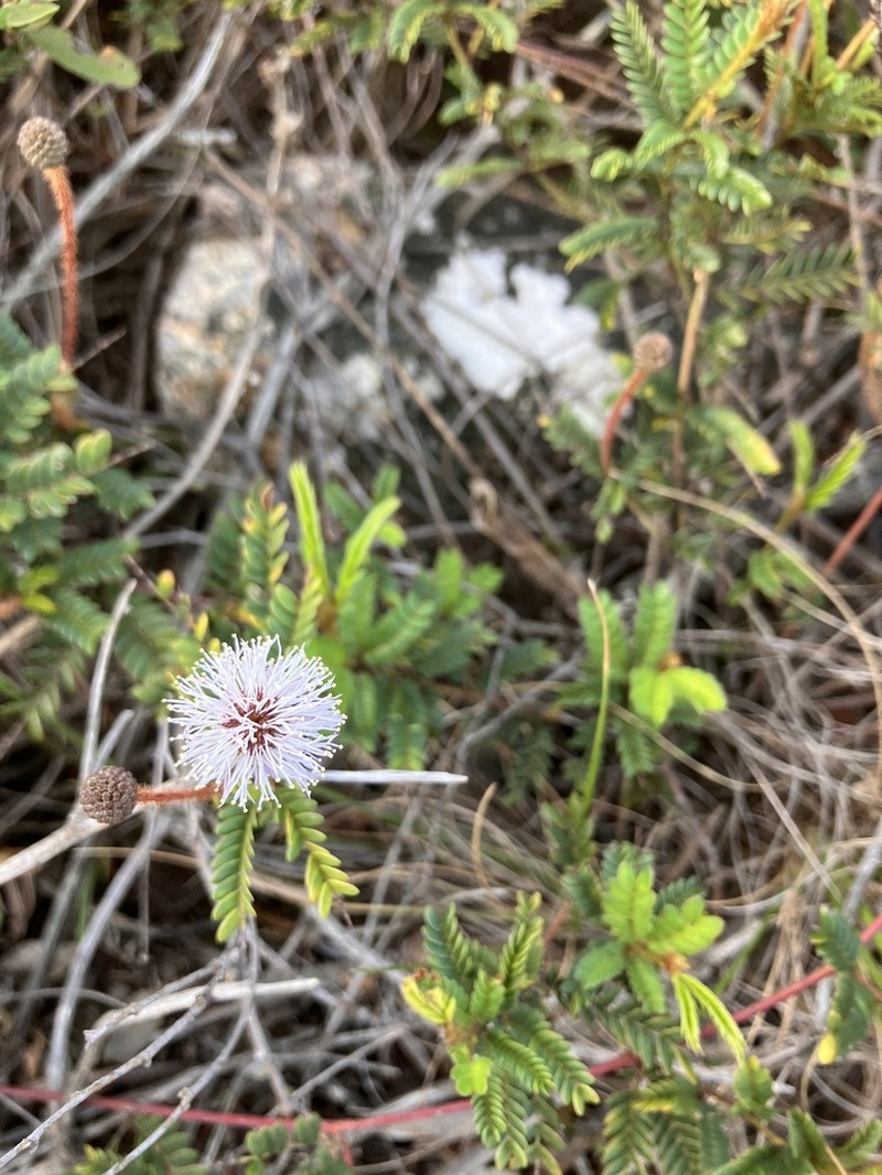 Mimosa schleidenii photo 4