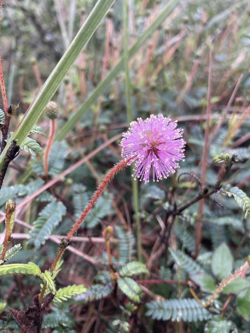 Mimosa schleidenii photo 5