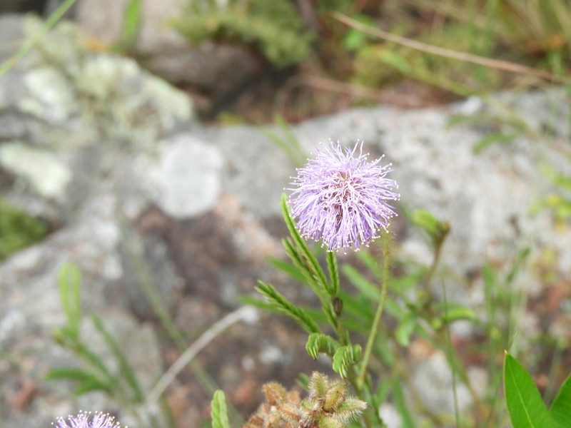 Mimosa schleidenii photo 6