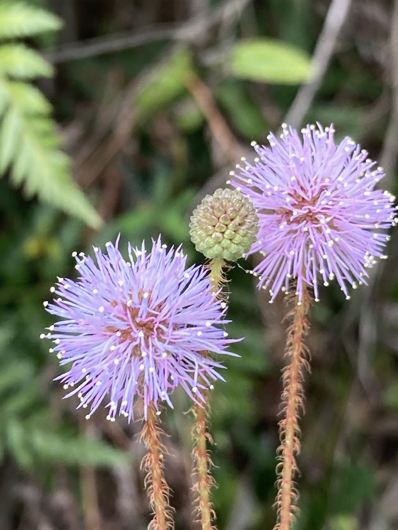 Mimosa schleidenii photo 7