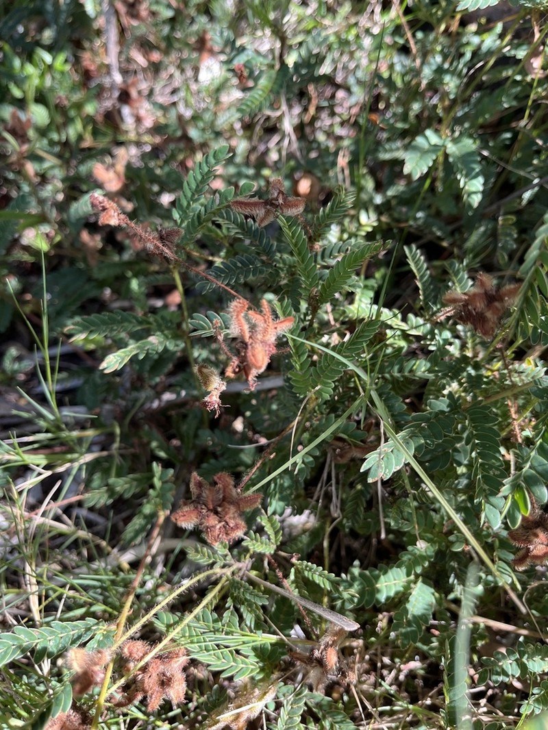 Mimosa schleidenii photo 8