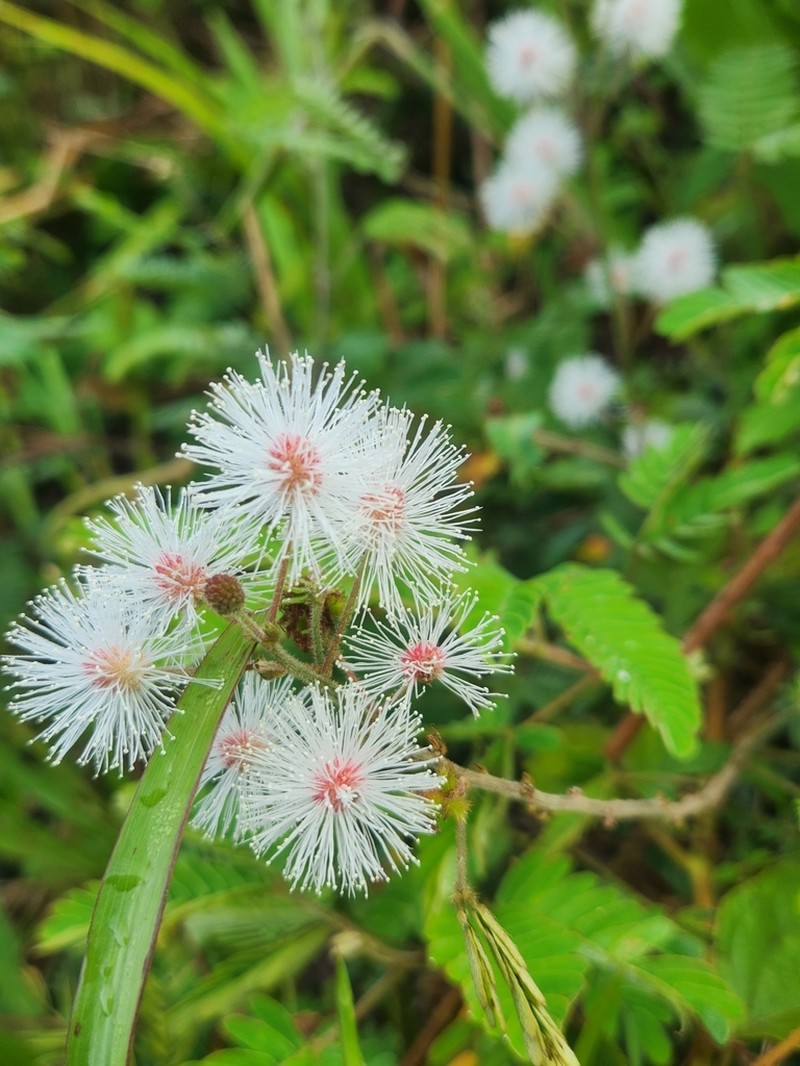 Mimosa schrankioides