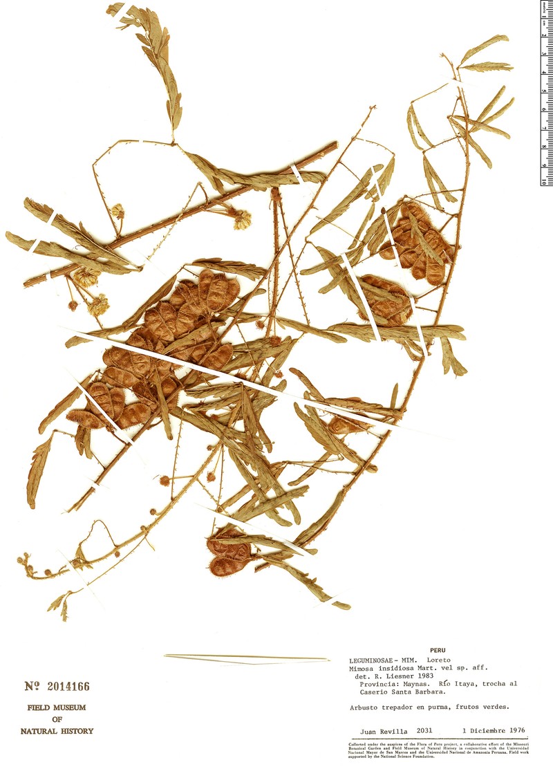 Mimosa schrankioides var. sagotiana photo 2