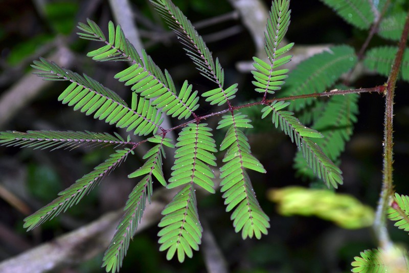 Mimosa selloi