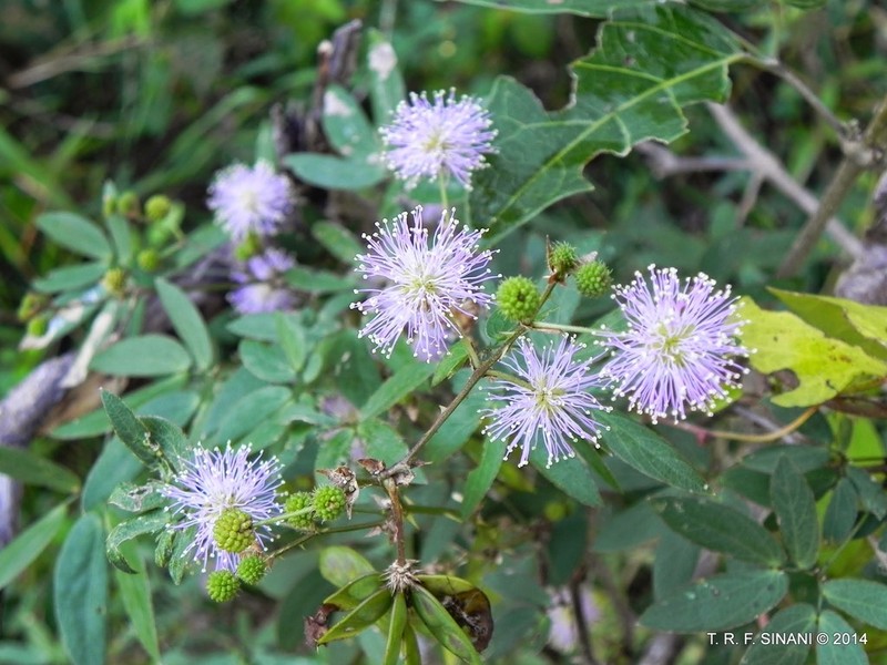Mimosa sensibilis