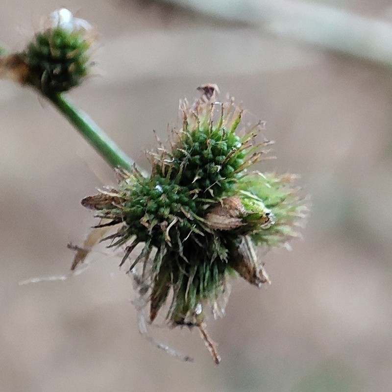 Mimosa sensibilis photo 2