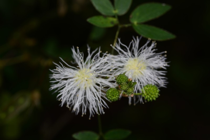 Mimosa sensibilis photo 3